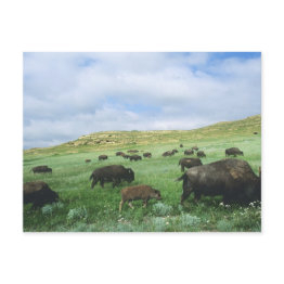 Small Herd Of Bison Graze Prairie Grass At Theodore Postinvitations Front View