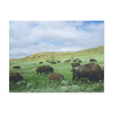herd of bison graze prairie grass at theodore postinvitations