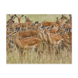 Small Herd Of Female Impala, Masai Mara, Kenya. Postinvitations Front View