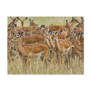 herd of female impala, masai mara, kenya. postinvitations