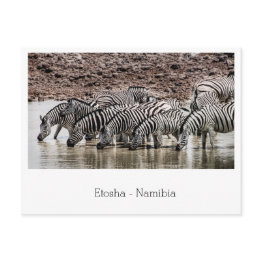 Small Herd Of Zebra By Waterhole In Etosha, Namibia Postinvitations Front View