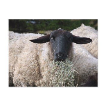 hungry sheep postinvitations