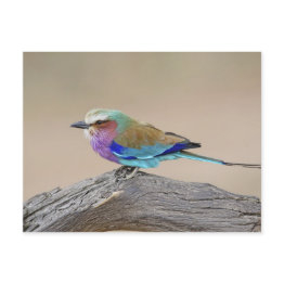 Small Lilac-breasted Roller (coracias Caudata) Postinvitations Front View