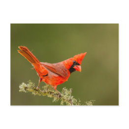 Small Male Invitationsinal On Limb Postinvitations Front View