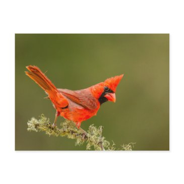 male invitationsinal on limb postinvitations