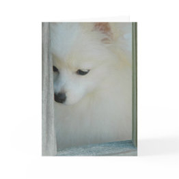 Small My Girl Pomeranian Greeting Invitations Front View