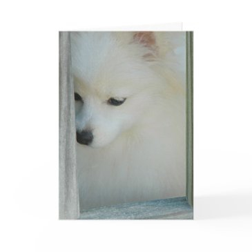 my girl pomeranian greeting invitations