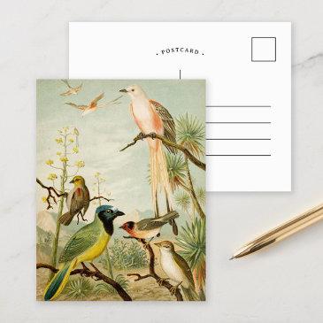 north american birds | anton goering postinvitations