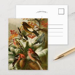 Small North American Birds | Gustav Mützel Postinvitations Front View