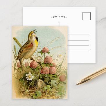 north american birds | robert ridgway postinvitations