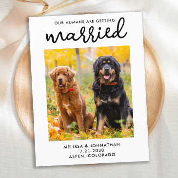 our humans are getting married dog save the date announcement postinvitations