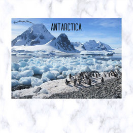 Small Penguins On Pourquoi Pas Island Antarctica Postinvitations Front View