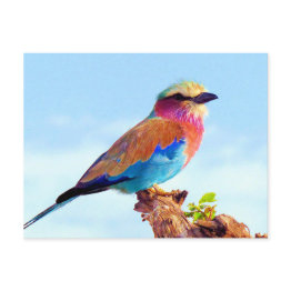 Small Perched Colorful African Bird Holiday Postinvitations Front View