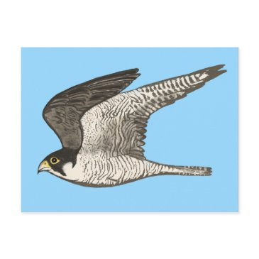 peregrine falcon colored pencil illustration postinvitations