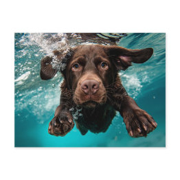 Small Playful Chocolate Labrador Swimming Underwater Postinvitations Front View