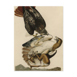 Small Red-tailed Hawk From Audubon's Birds Of America Postinvitations Front View