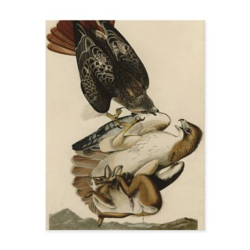 red-tailed hawk from audubon's birds of america postinvitations