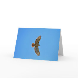 Small Red-tailed Hawk In Flight Invitations Front View