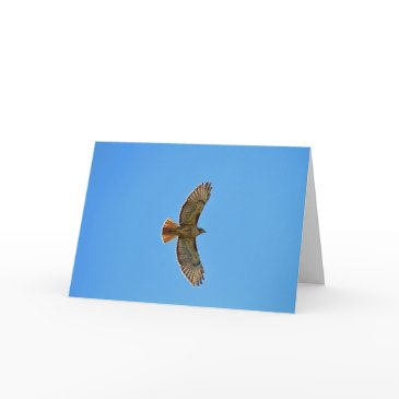 red-tailed hawk in flight invitations