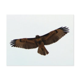 Small Red-tailed Hawk In Flight, Humboldt County, Ca Postinvitations Front View