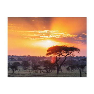 safari in the serengeti national park postinvitations