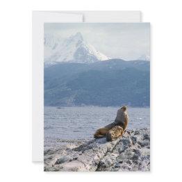 Small Sea Lions In Beagle Channel - Argentina Invitation Front View