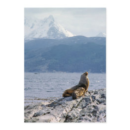 Small Sea Lions In Beagle Channel - Argentina Invitation Front View