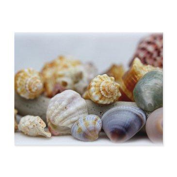 seashells from the seashore postinvitations