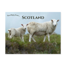 Small Sheep In Isle Of Skye Scotland Postinvitations Front View