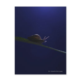 Small Snail Going Out On A Limb Postinvitations Front View