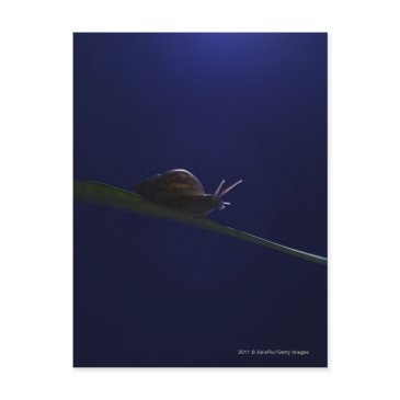 snail going out on a limb postinvitations