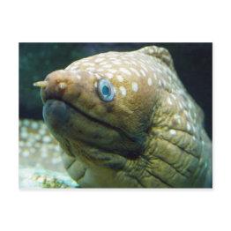 Small Spotted Moray Eel Postinvitations Front View