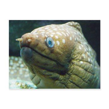 spotted moray eel postinvitations