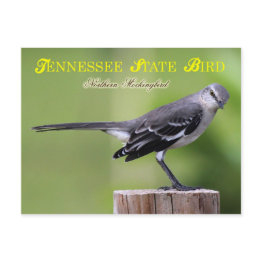 Small Tennessee State Bird - Northern Mockingbird Postinvitations Front View