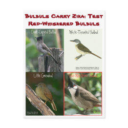 Small Test Red-whiskered Bulbuls By Rosewrites Postinvitations Front View