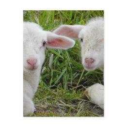 Small Twin Lamb Baby Animal Thinking Of You Postinvitations Front View