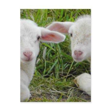 twin lamb baby animal thinking of you postinvitations