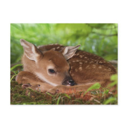 Small Two Day Old White-tailed Deer Baby, Kentucky. Postinvitations Front View