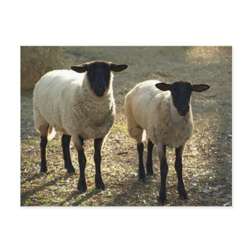 two suffolk sheep afternoon sunlight postinvitations