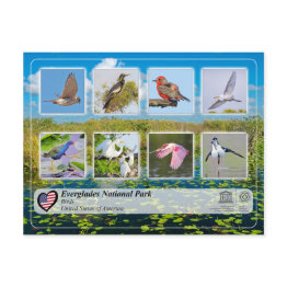 Small Unesco Whs - Everglades National Park - Birds Postinvitations Front View