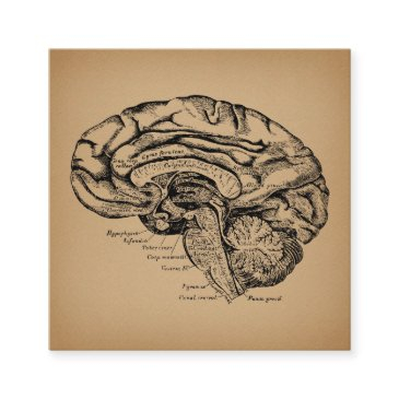 vintage brain diagram antique medical anatomy art enclosure invitations