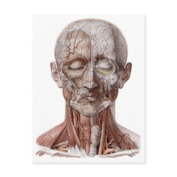 vintage human anatomy science, head throat nose postinvitations