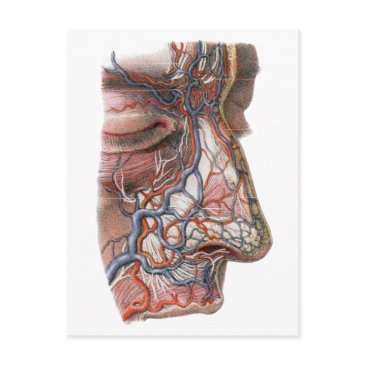 vintage science human anatomy, face with nose postinvitations