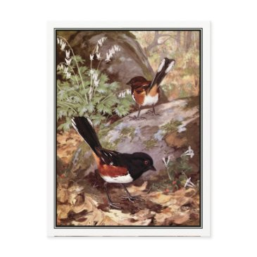 vintage spotted towhee - robert bruce horsfall postinvitations