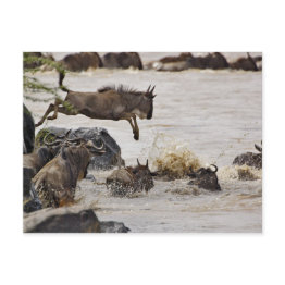 Small Wildebeest Jumping Into Mara River Postinvitations Front View