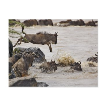 wildebeest jumping into mara river postinvitations