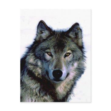 wolf portrait postinvitations