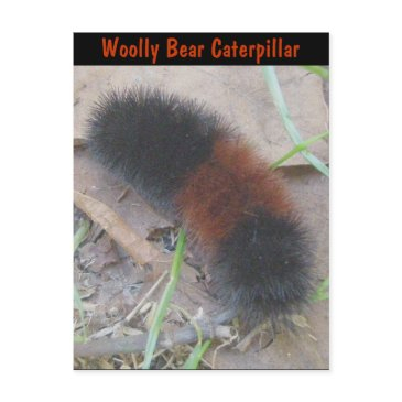 woolly bear caterpillar postinvitations