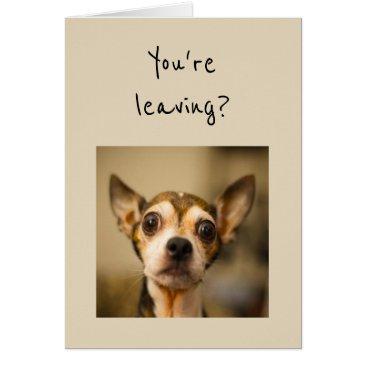 you're leaving? noooo! fun chihuahua dog